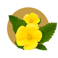Damiana